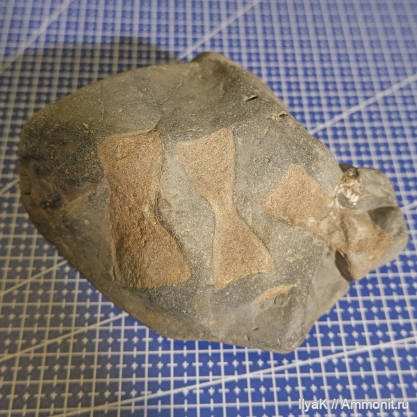 мел, ихтиозавры, мезозой, апт, завроптеригия