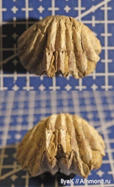 брахиоподы, юра, мезозой, Rhynchonellida