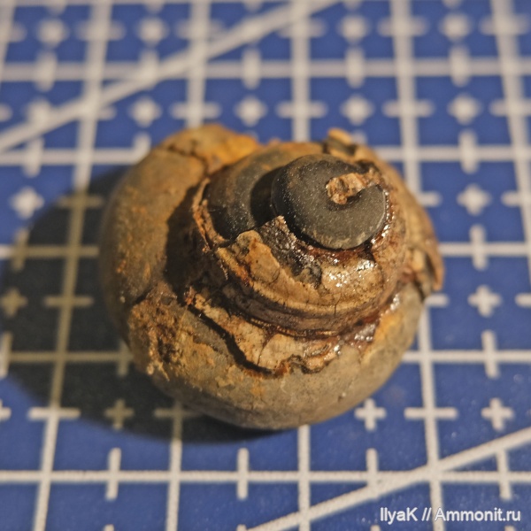 Мезозойские гастроподы