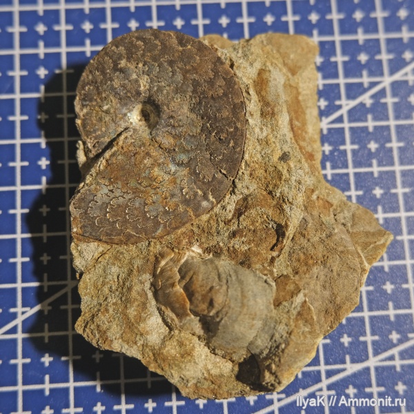 аммониты, юра, мезозой, волжский ярус, Garniericeras, Garniericeras subclypeiforme