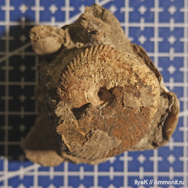 аммониты, юра, мезозой, келловей