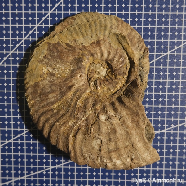 аммониты, мел, мезозой, аптский ярус