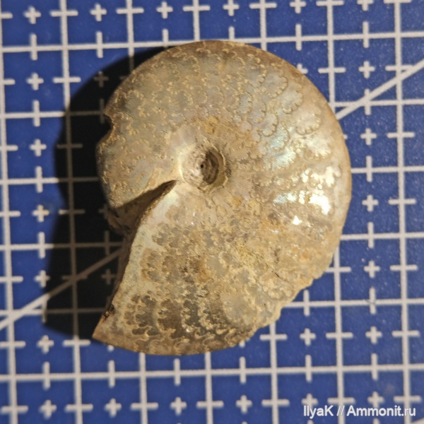 аммониты, юра, мезозой, волжский ярус, Garniericeras, Garniericeras subclypeiforme