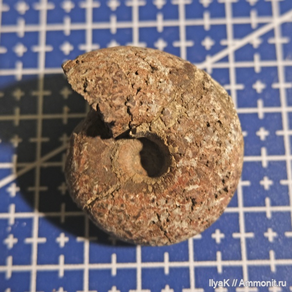 аммониты, юра, мезозой, келловей