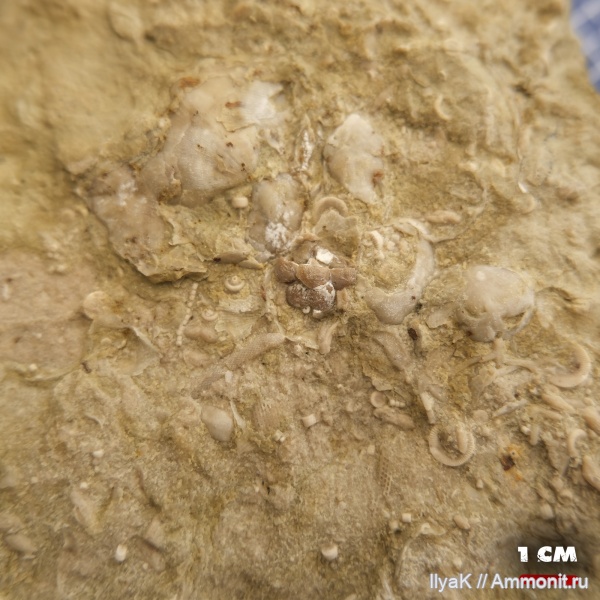 морские лилии, карбон, гжельский ярус, криноидеи, Самарская область, Сокский карьер