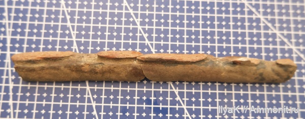 мел, ихтиозавры, сеноман, Тамбовская область