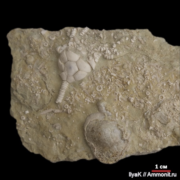 морские лилии, карбон, криноидеи, Ulocrinus, Сокский карьер