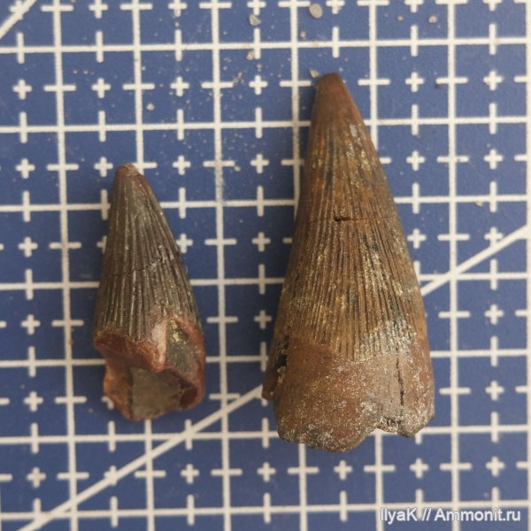 зубы, плиозавры, сеноман, Саратовская область
