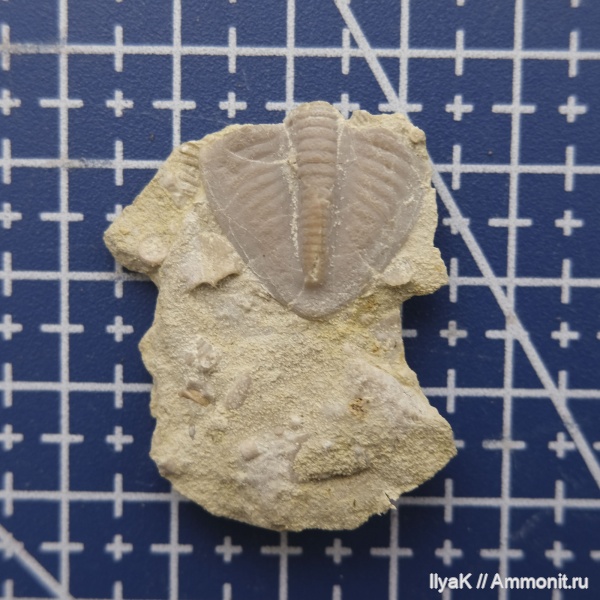 трилобиты, карбон, гжельский ярус, Ditomopyge mosquensis