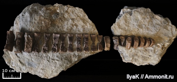 юра, ихтиозавры, волжский ярус, Ульяновская область