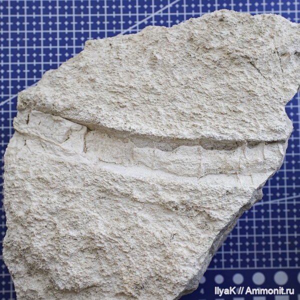 карбон, гжельский ярус, Самарская область, Сокский карьер