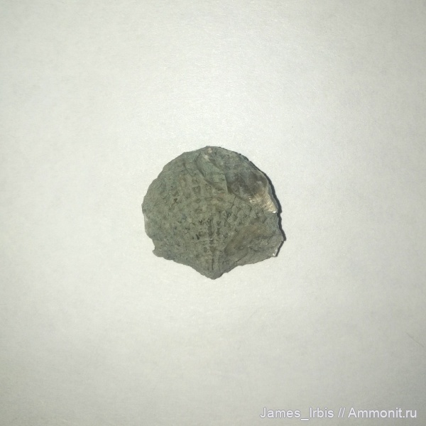 брахиоподы, верхний девон, франский ярус, Spinatripa