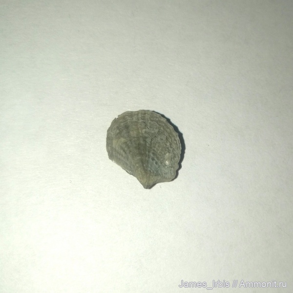 брахиоподы, верхний девон, франский ярус, Spinatripa