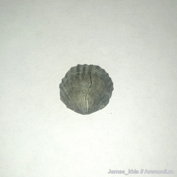 брахиоподы, верхний девон, франский ярус, Spinatripa