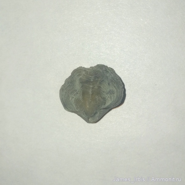 брахиоподы, верхний девон, Anathyris, франский ярус