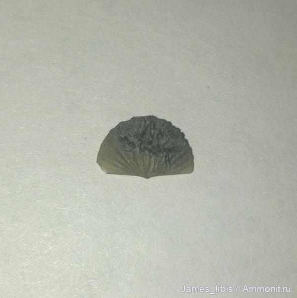 брахиоподы, верхний девон, франский ярус