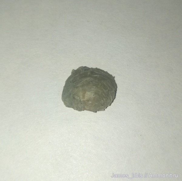 брахиоподы, верхний девон, Productida, франский ярус