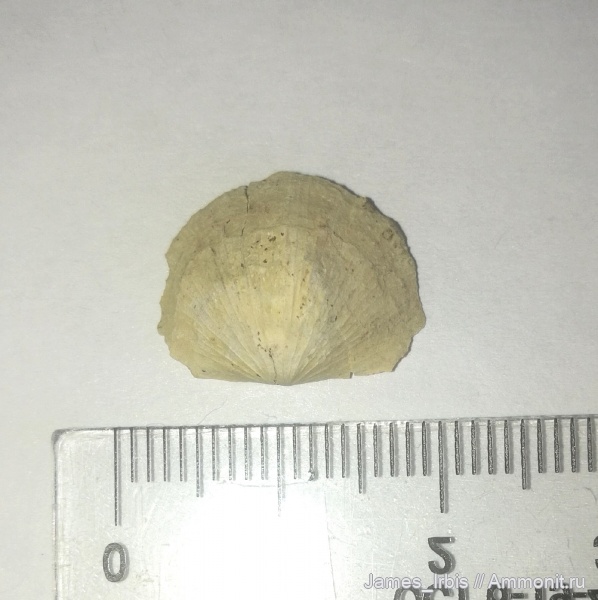 брахиоподы, верхний девон, франский ярус, Stropheodonta