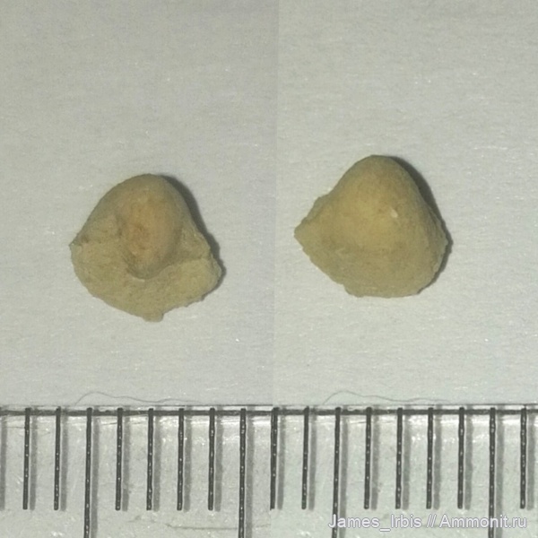 гастроподы, Bellerophon, верхний девон, франский ярус