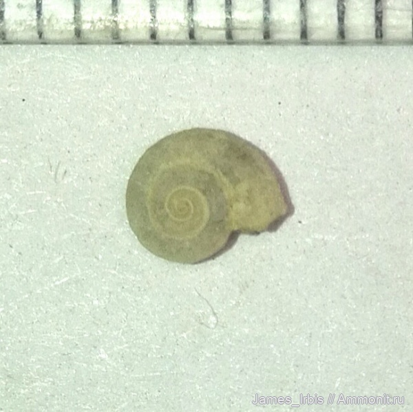 гастроподы, верхний девон, франский ярус, Семилукский горизонт