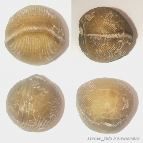 брахиоподы, средний ордовик, Lycophoria globosa, Дарривильский ярус