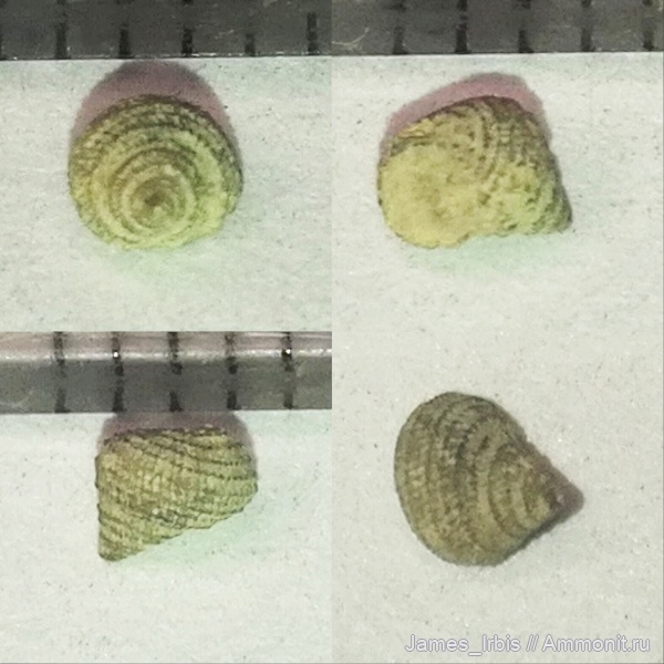 гастроподы, верхний девон, франский ярус, Семилукский горизонт