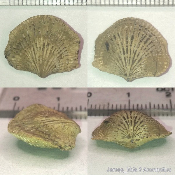 брахиоподы, верхний девон, Atrypa, франский ярус, Семилукский горизонт