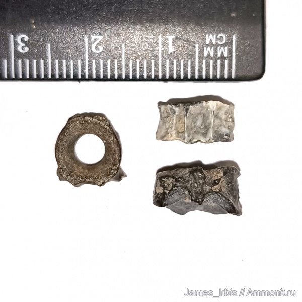 рыбы, Amiiformes, амиеобразные, амия, Юрская рыба