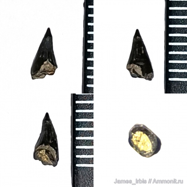 рыбы, Palaeonisciformes, палеониски, Юрская рыба, палеонискообразные