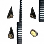 Зуб рыбы отряда палеонискообразные (Palaeonisciformes)