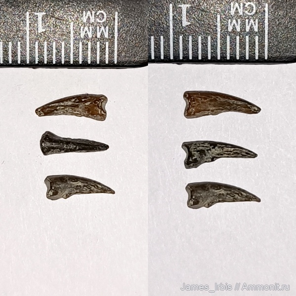 черепахи, Annemys, Annemys variabilis, Юрская черепаха