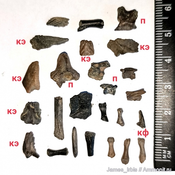 рептилии, черепахи, Annemys, Annemys variabilis, Юрская черепаха