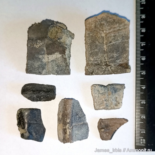 рептилии, черепахи, Annemys, Annemys variabilis, Юрская черепаха, водная черепаха