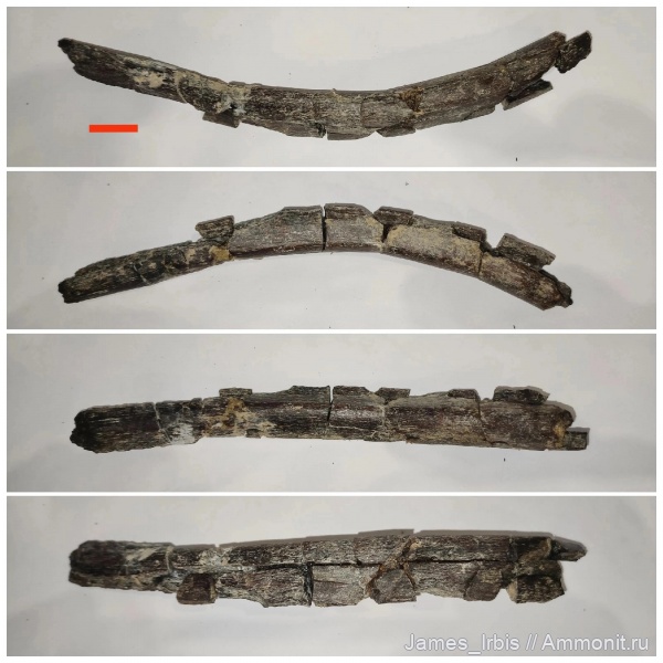 динозавры, стегозавры, Stegosauridae, кости динозавров, динобон