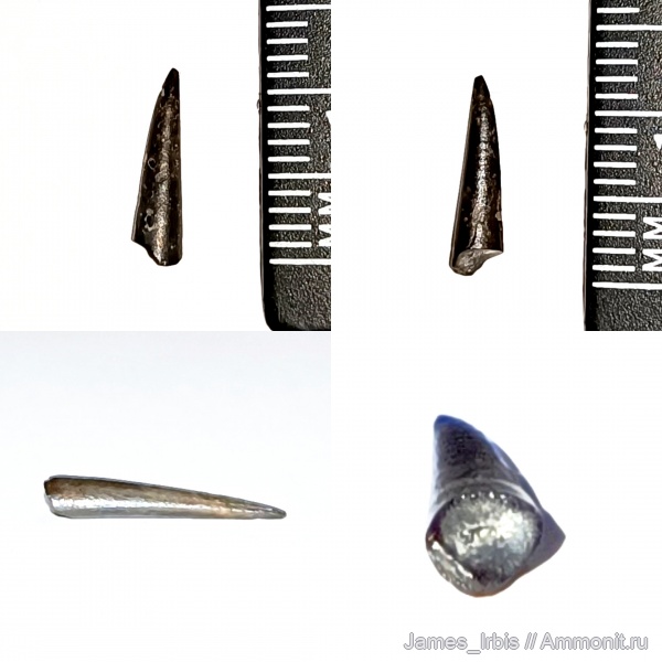 рептилии, птерозавры, рамфоринхи, Rhamphorhynchidae