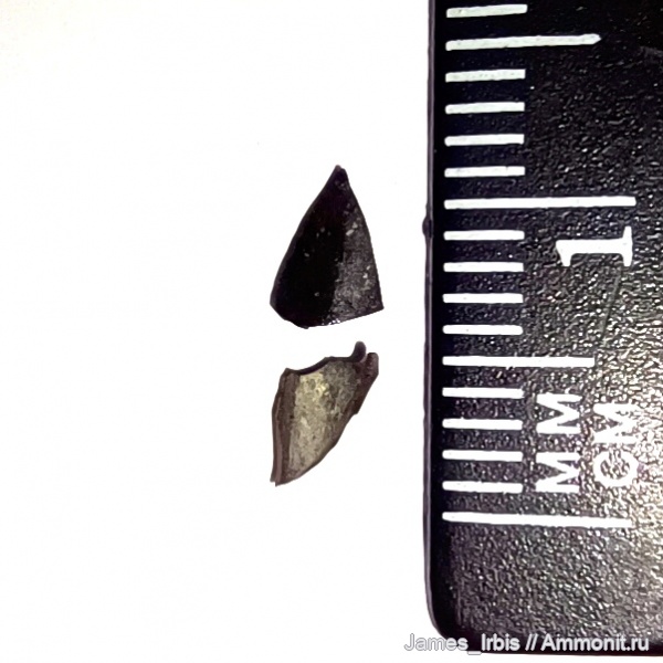 рептилии, птерозавры, рамфоринхи, Rhamphorhynchidae