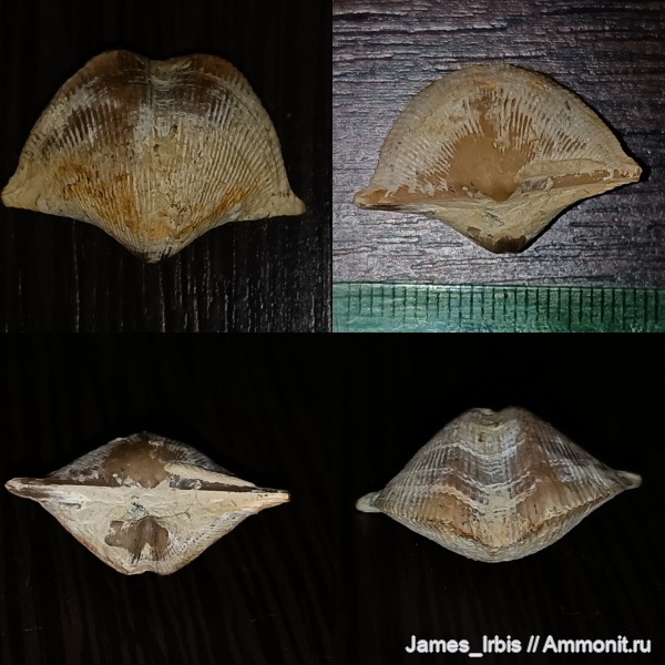 брахиоподы, Cyrtospirifer, Brachyopoda, Cyrtospirifer vjacheslavii