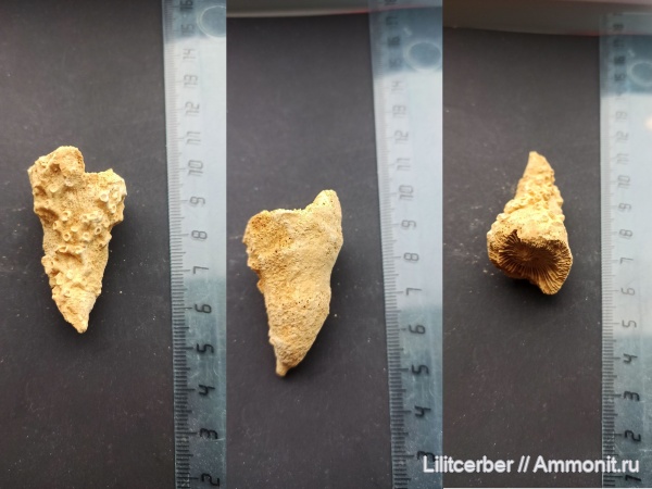 Aulopora, ругозы, одиночные кораллы, Rugosa, обрастание