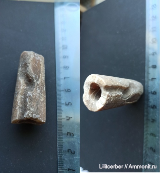 белемниты, Бронницы, ростры