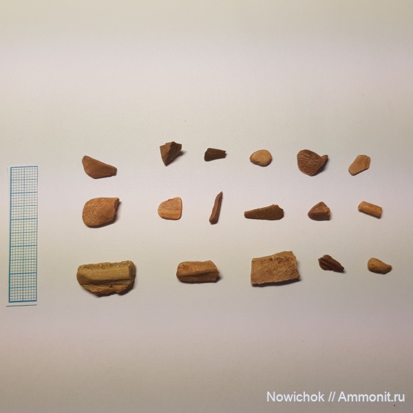 девон, рыбы, кости