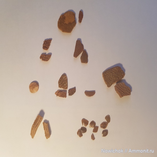 девон, рыбы, чешуя, Holoptychius, Asterolepis ornata, Asterolepis, Psammolepis, Psammolepis paradoxa, Osteolepididae