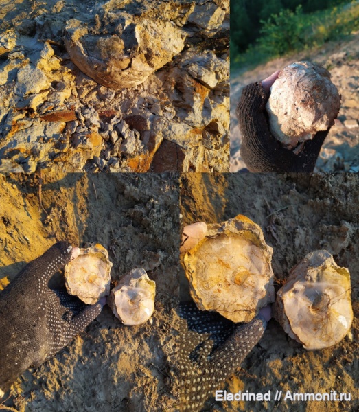 моллюски, двустворчатые моллюски, верхний мел, устрицы