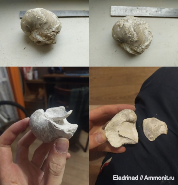 двустворчатые моллюски, верхний мел, устрицы, Гродно