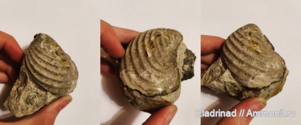 Непонятности из Верхнего мела. Гродно