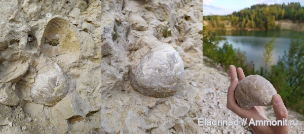 моллюски, двустворчатые моллюски, верхний мел, устрицы