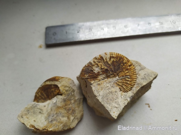 аммониты, моллюски, головоногие моллюски, маастрихт, верхний мел, аммоноидеи, Меловые Горы