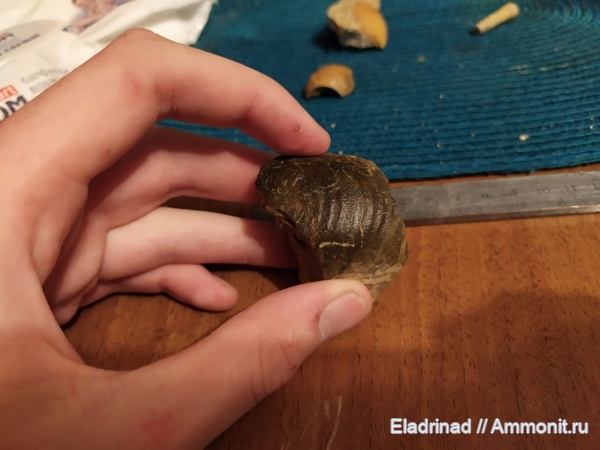 аммониты, моллюски, головоногие моллюски, маастрихт, верхний мел, аммоноидеи, Меловые Горы