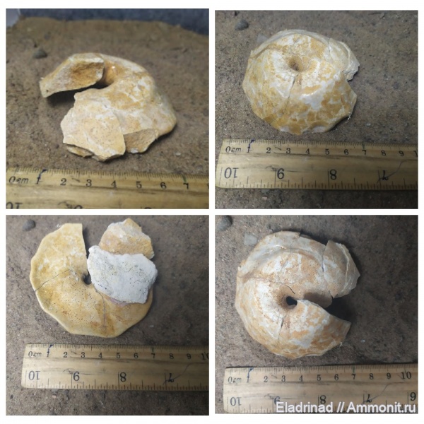 гастроподы, моллюски, брюхоногие моллюски, маастрихт, верхний мел, кампан, Меловые Горы