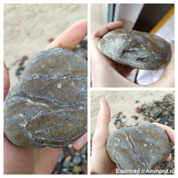 палеонтология, силур, кораллы, Польша, цепочечные кораллы, Ustka, Orzechowo