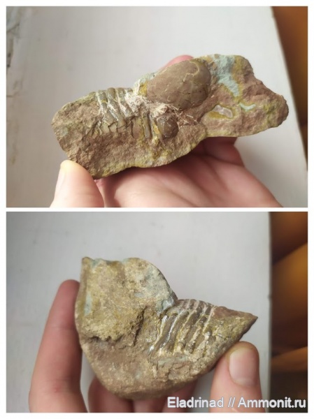 трилобиты, ордовик, Asaphus, Польша, членистоногие, Ustka